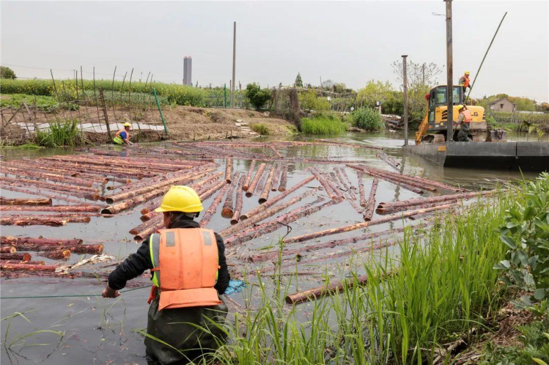 改善水環(huán)境!徐行122條段村級河道用木樁對河岸進(jìn)行加固整治