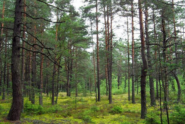 中國主要的松木產(chǎn)地有哪些,不同產(chǎn)地的松木有哪些區(qū)別