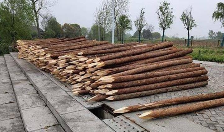 杉木樁為什么這么受歡迎？杉木樁有哪些優(yōu)點(diǎn)和缺點(diǎn)？